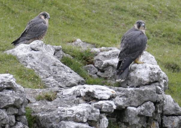 'Clint' and 'Gryke' snapped by the RSPB's Carl Watts as they took a rest on top of Malham Cove.