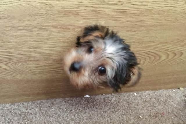 RSPCA photo of miniature Yorkshire Terrier puppy Ringo Starr, who was rescued by RSPCA inspector Anthony Joynes in Birkenhead, Wirral, after getting his head stuck in a television cabinet.