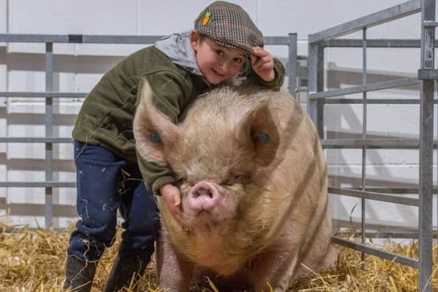Alfie Holding, aged six, of York, with a Middle White Sow Pig, at Springtime Live in Harrogate. Pictures by James Hardisty.