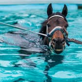 Middleham Open Day. Pictured Shatharaat, being lead around the outdoor Swimming arena at Mark Johnson Stables, Kingsley House.