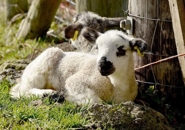 Two lambs died after their distressed mother gave birth.