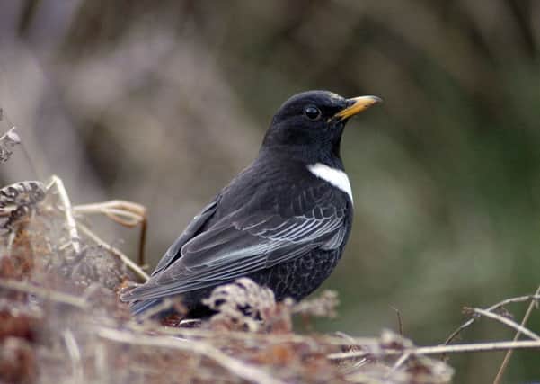 A male ring ouzel, pictured by Bill Gordon.