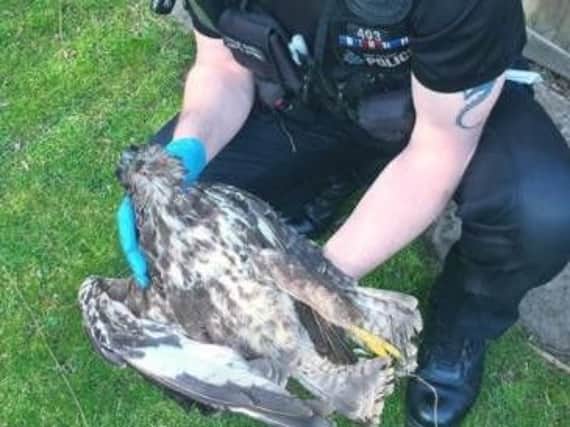 'Wildlife crime will not be tolerated in our county' - that's the message from South Yorkshire Police after they found a buzzard that had been fatally shot in the head.