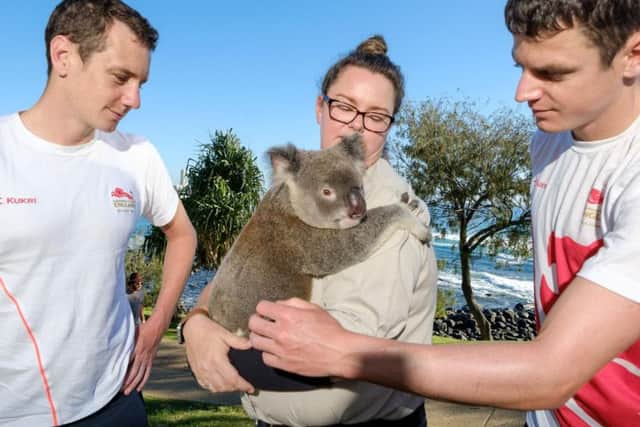 Alistair and Jonny Brownlee meet a koala bear