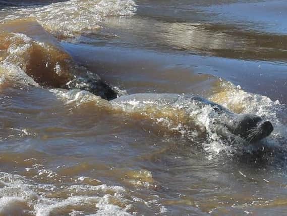 The stranded seal pictured swimming in Topcliffe Weir
Pic courtesy of Topcliffe Weir Facebook page