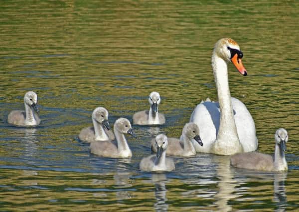A mute swan with cygnets, picture by Keith Thompson.