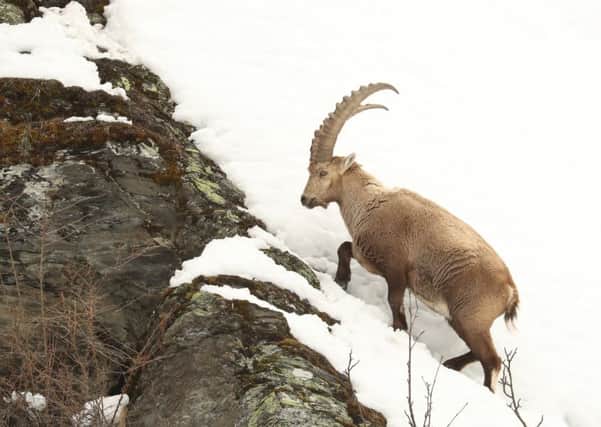 An ibex making light of the mountainous terrain. Pictures courtesy of Robert Fuller.