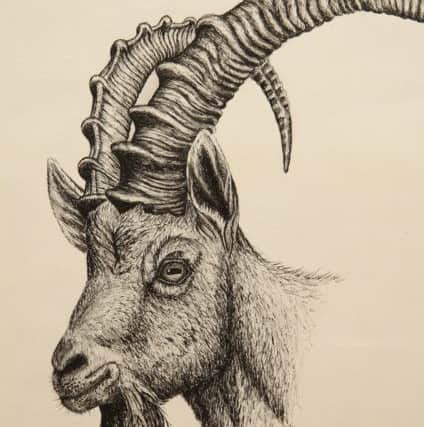 Robert's drawing of an ibex.