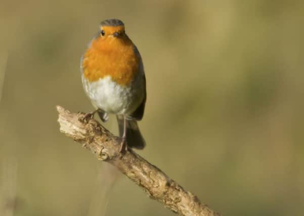 Robins and great tits are among the first songsters of the season. Picture: RSPB/PA Wire.