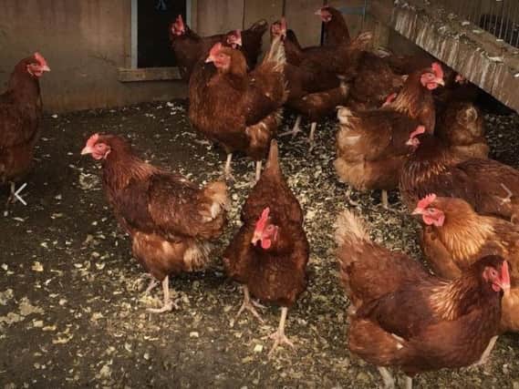 Thieves have stolen 100 chickens from a property in Milby near Boroughbridge