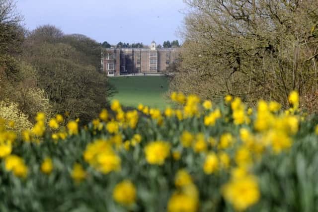 Daffodils in bloom at Temple Newsam, Leeds. Picture by Simon Hulme