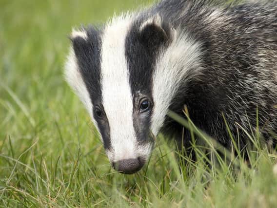 Crimes against badgers represented nearly half of cases