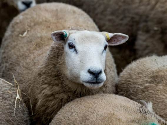 Sheep are becoming increasingly vulnerable from dog attacks