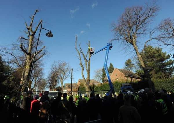 A tree-felling protest in Sheffield.