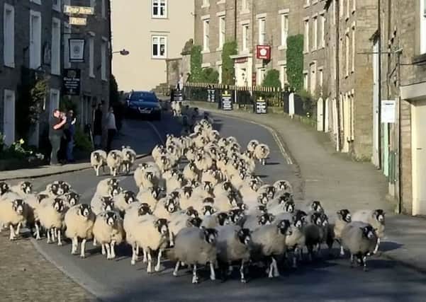 The Hodgson family perform the annual springtime task of shepherding their ewes through the village of Askrigg.  Picture: Paul Barker / SWNS.com