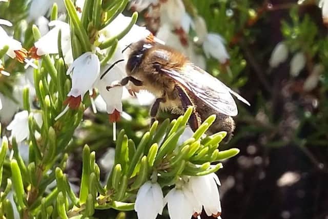 A honeybee.