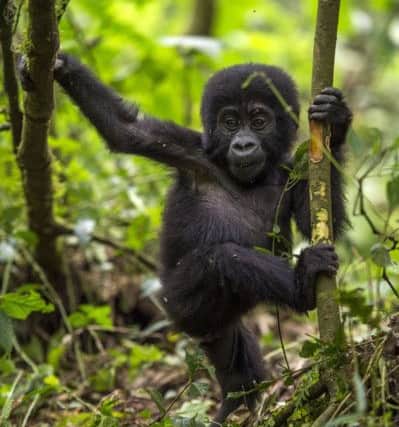 A baby mountain gorilla.  PA Photo/Renato Granieri.