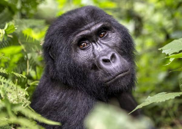 A mountain gorilla. PA Photo/Renato Granieri.
