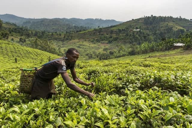 A tea plantation in Bwindi. PA Photo/Renato Granieri.