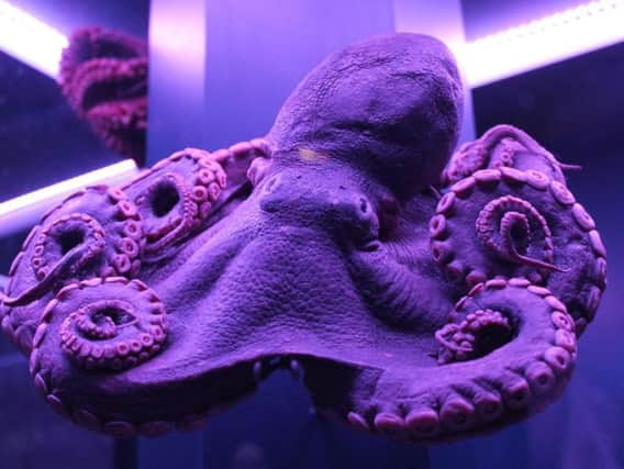 An octopus will be amongst the wonders of the deep on display