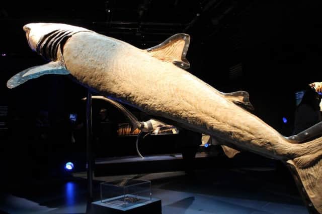 It will feature cross sections of 50 real-life specimens - including the infamous great white shark