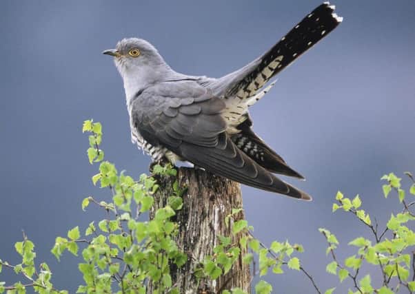 Birdsong: The cuckoo makes an instantly recognisable sound that matches its name.  (Picture: PA WIRE).