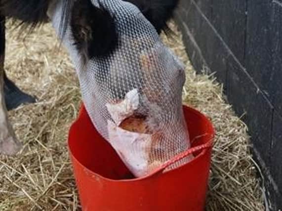 Cinders the pony is receiving intensive treatment after a suspected acid attack