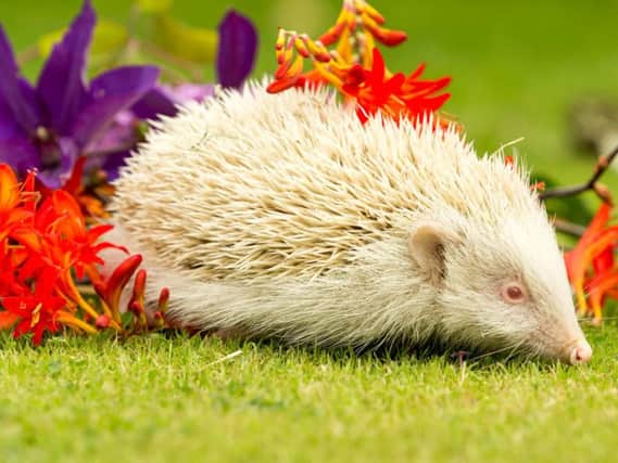 Twinkle the albino hedgehog