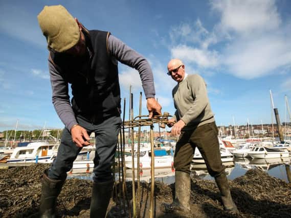 Planting of the Penny Hedge in Whitby.