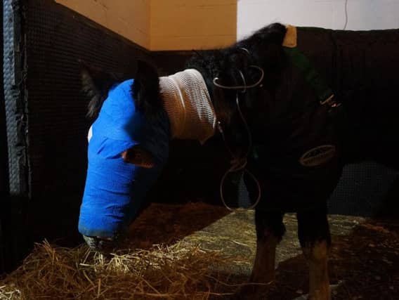 Cinders pictured an hour after the pioneering surgery