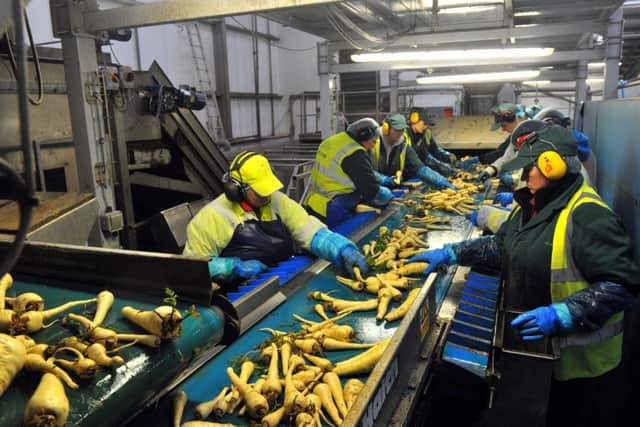Migrant workers sorting the parsnips at Poskitt's.