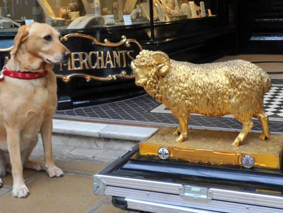 Amber, a Golden Retriever, takes an interest in a solid silver gilt sheep made in 1929 and  which has returned to Yorkshire to Ogdens in Harrogate for the first time.