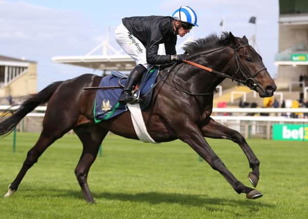 Elarqam and Jim Crowley carry the hopes of Yorkshire in today's 2000 Guineas.