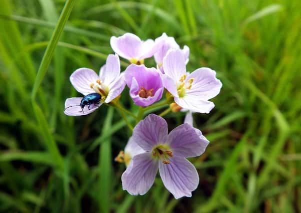 Roger Ratcliffe found cuckooflowers decorating almost every inch of a footpath on a walk along a section of the Ribble Way.