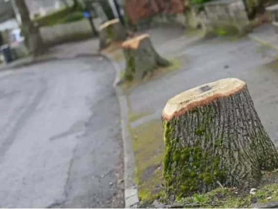 Trees have been felled across Sheffield as part of a road improvement programme