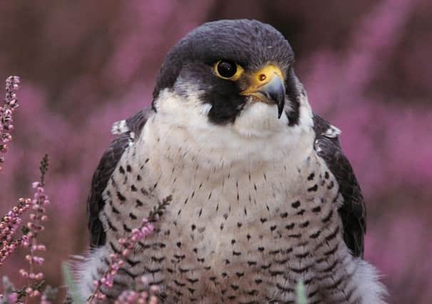 A peregrine flacon, pictured by Geoff Simpson/RSPB/PA Wire.