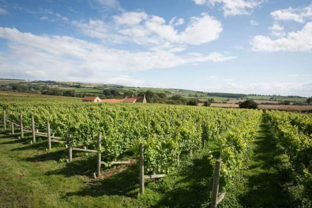 Ryedale Vineyard is currently the most northerly commercial vineyard in Britain