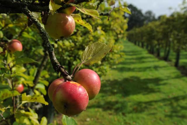 For over 200 years the Benedictine monks that reside at Ampleforth Abbey have been growing apples in the Abbey Orchards.