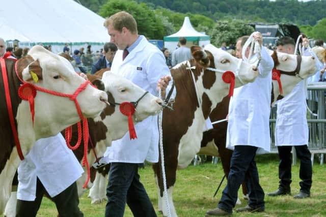 The Hereford Cattle Championship being judged at Otley Show.