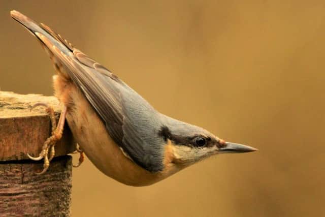 A nuthatch poised, ready for flight.