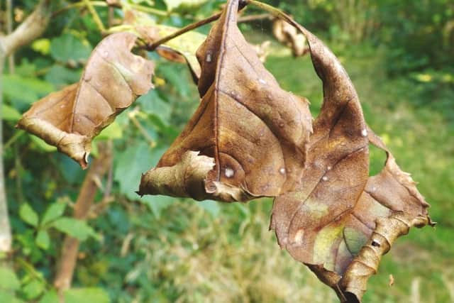 Tree plight: A diseased leaf. (Steve Collin).