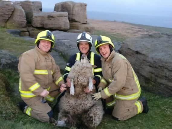Firefighters rescued this sheep from a 16ft-deep crevice