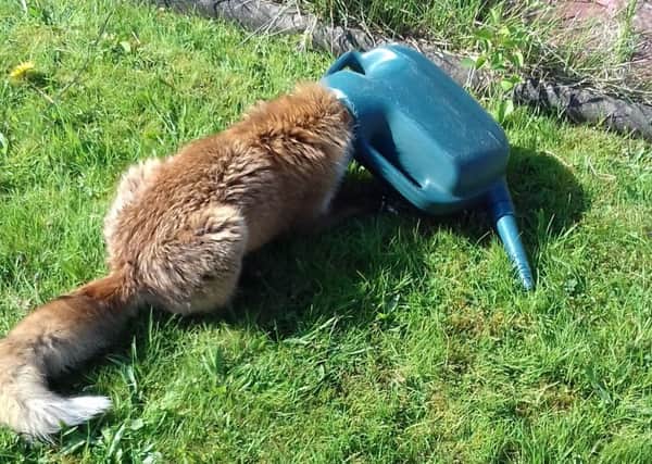 This fox got his head stuck in a watering can. PIC: PA