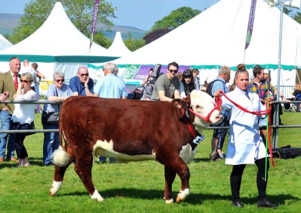 Hereford cattle being judged at Otley Show. Pictures by Gary Longbottom.