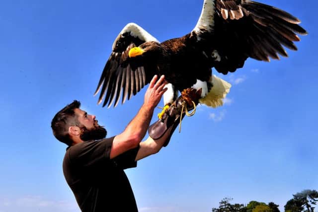 Ben Potter with Camilla, a Steller Sea Eagle at Otley Show where he was giving a demonstration of his birds of prey.