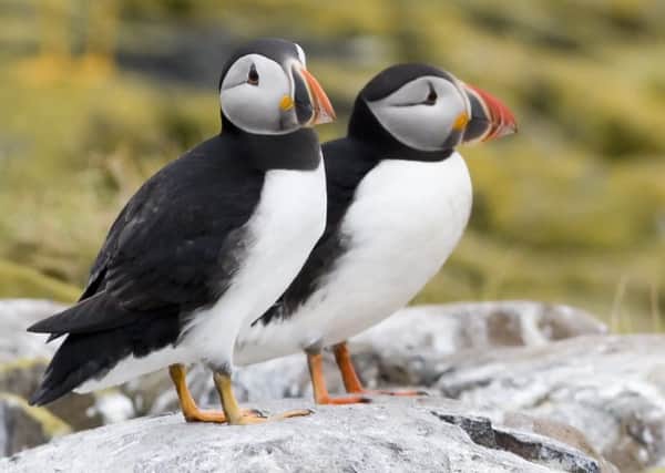 Puffins will be celebrated at the Yorkshire Puffin Festival next weekend. Picture by Damian Waters.