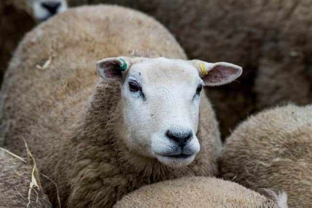 Yorkshire and the North East has 30 per cent of England's sheep.
