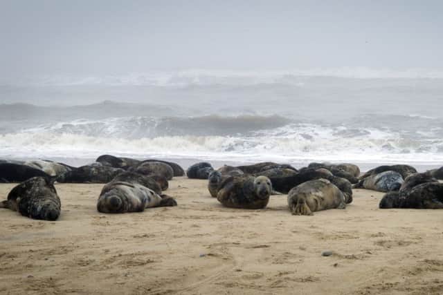 Seals on the beach at Horsey Gap, Norfolk.