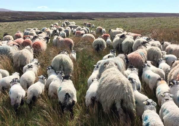 There is growing concern about what Brexit will mean for farmers