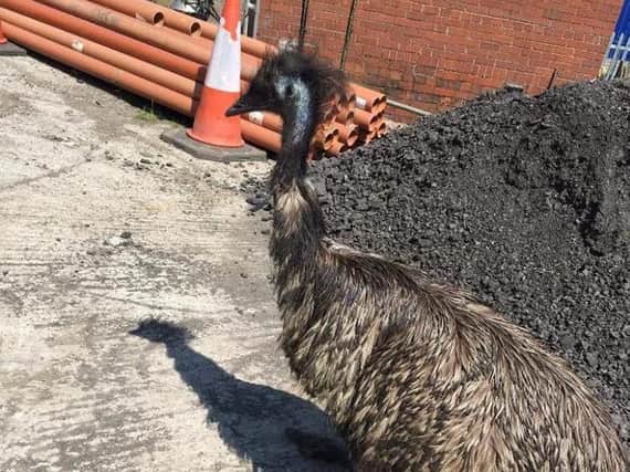The emu has been on the loose for several hours.